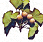Way To Aging Gracefully ginkgo