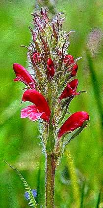 Bracted Lousewort