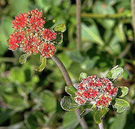 Buckwheat