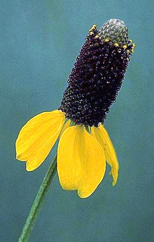 Prairie Coneflower