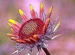 Gaillardia (Blanketflower)