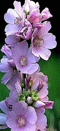 Globemallow (Wild Hollyhock)
