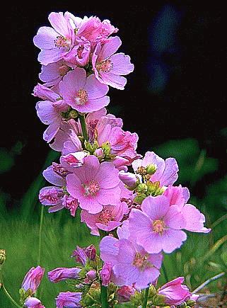 Globemallow (Wild Hollyhock)
