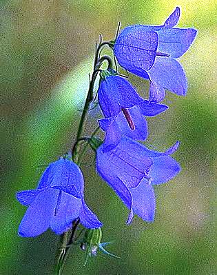 Harebell