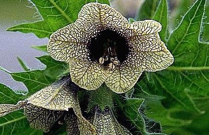 Henbane (a noxious weed)