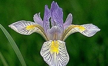 Rocky Mountain Iris