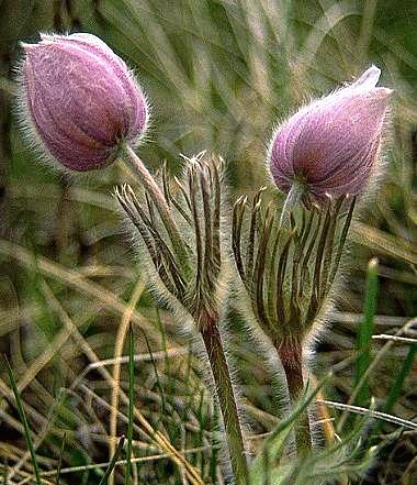 Pasqueflower