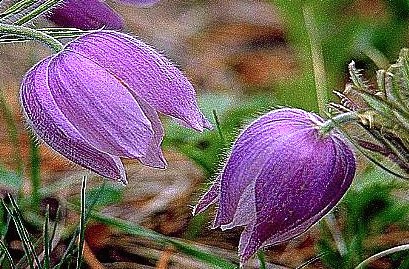Pasqueflower