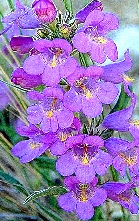 Penstemon