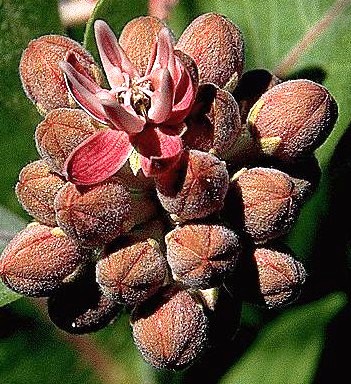 Showy Milkweed