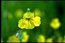 Way To Aging Gracefully Monkeyflower