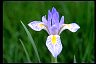 Rocky Mountain Iris - Way To Aging Gracefully