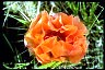 Plains Pricklypear Way To Aging Gracefully