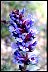 Way To Aging Gracefully Penstemon