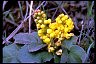 Way To Aging Gracefully OregonGrape