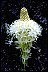 Beargrass Wildflowers - Way To Aging Gracefully