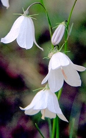 Harebell